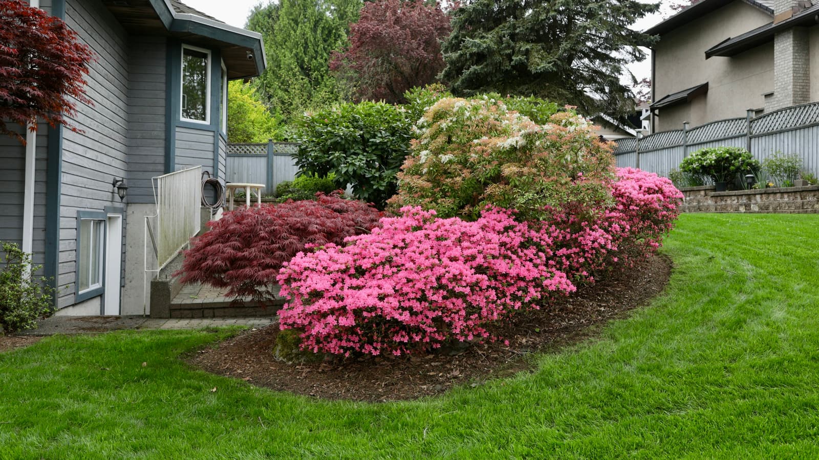 Landscaped bed of pink azaleas and Japanese maples on a mowed lawn beside a gray suburban house